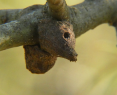 Callirhytis quercusventricosa