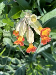 Primula × polyantha