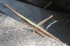 Achurum carinatum