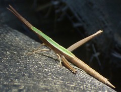 Achurum carinatum