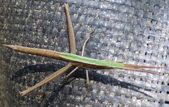 Achurum carinatum