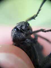 Brachycerus barbarus