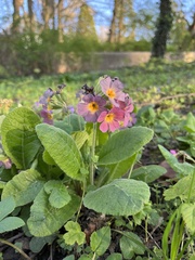 Primula × polyantha