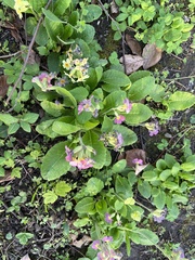 Primula × polyantha