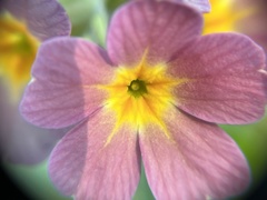 Primula × polyantha