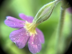 Primula × polyantha