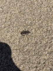 Cicindela bellissima