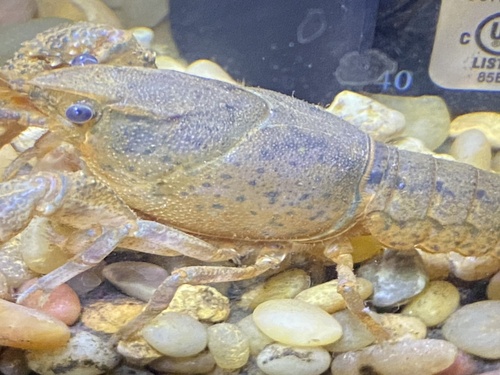 Free State Chimney Crawfish