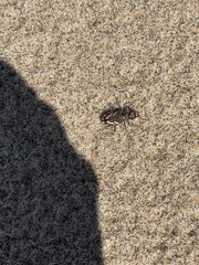 Cicindela bellissima