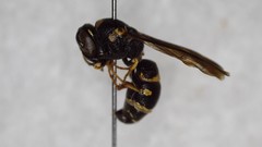 Parancistrocerus pensylvanicus