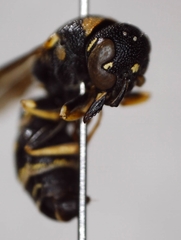 Parancistrocerus pensylvanicus