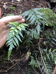 Notogrammitis heterophylla