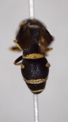 Parancistrocerus pensylvanicus