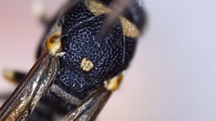 Parancistrocerus pensylvanicus