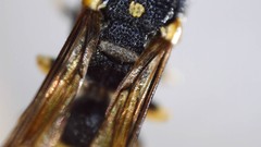 Parancistrocerus pensylvanicus