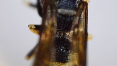 Parancistrocerus pensylvanicus