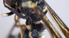 Parancistrocerus pensylvanicus