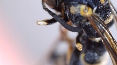 Parancistrocerus pensylvanicus