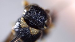 Parancistrocerus pensylvanicus