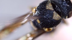 Parancistrocerus pensylvanicus
