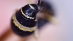 Parancistrocerus pensylvanicus