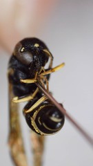 Parancistrocerus pensylvanicus