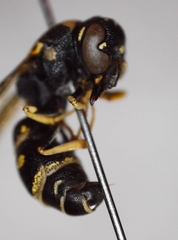 Parancistrocerus pensylvanicus