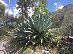 Agave cordillerensis
