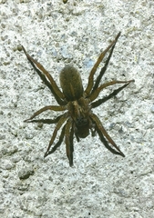 Trochosa terricola