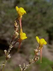 Linaria bipunctata