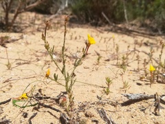 Linaria bipunctata
