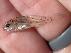 Leiostomus