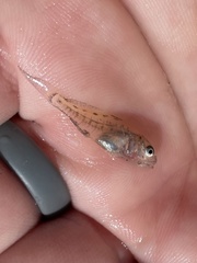 Leiostomus