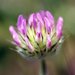 Trifolium microcephalum - Photo (c) David Hofmann, algunos derechos reservados (CC BY-NC-ND)