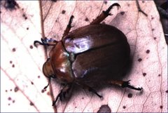 Anoplognathus viriditarsis