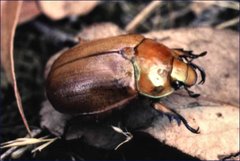 Anoplognathus viriditarsis