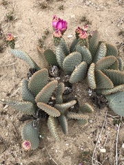 Opuntia basilaris basilaris