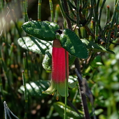 Correa reflexa speciosa