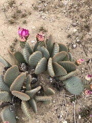 Opuntia basilaris basilaris
