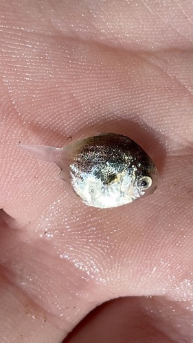 Butterfish (Peprilus burti) — Stromateidae
