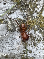 Castianeira trilineata