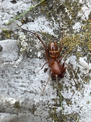 Castianeira trilineata