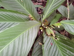 Hylaeanthe hoffmannii