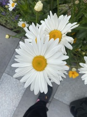Leucanthemum × superbum