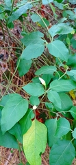Lycianthes lenta