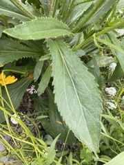 Leucanthemum × superbum
