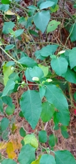 Lycianthes lenta