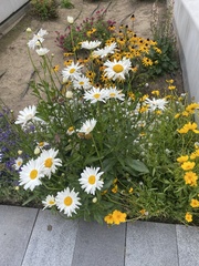 Leucanthemum × superbum