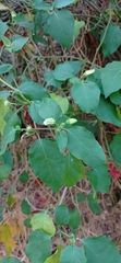 Lycianthes lenta