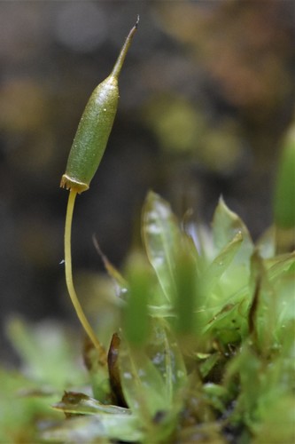 Image of Encalypta ciliata by no rights reserved